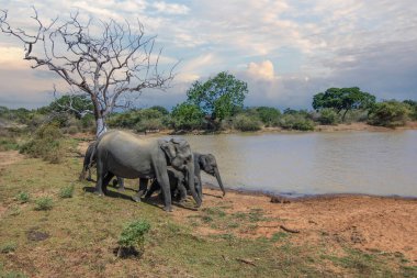 Bir adadaki kuru subtropikal manzara. Bir fil ailesi koruma altındaki su birikintisinde serinlemek istiyor. Yala Ulusal Parkı, Sri Lanka, Asya 'da küçük bir sürü.