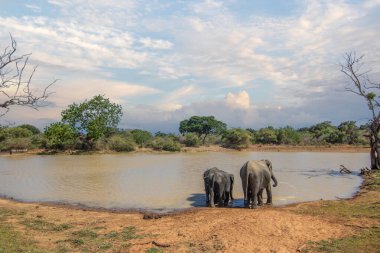 Bir adadaki kuru subtropikal manzara. Bir fil ailesi koruma altındaki su birikintisinde serinlemek istiyor. Yala Ulusal Parkı, Sri Lanka, Asya 'da küçük bir sürü.