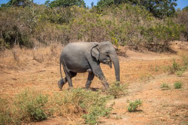 Bir adadaki kuru subtropikal manzara. Bir fil ailesi koruma altındaki su birikintisinde serinlemek istiyor. Yala Ulusal Parkı, Sri Lanka, Asya 'da küçük bir sürü.