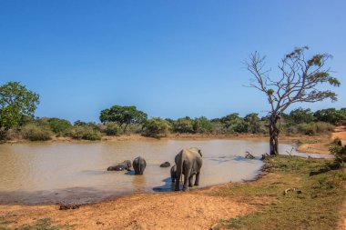 Bir adadaki kuru subtropikal manzara. Bir fil ailesi koruma altındaki su birikintisinde serinlemek istiyor. Yala Ulusal Parkı, Sri Lanka, Asya 'da küçük bir sürü.