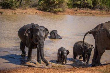 Bir adadaki kuru subtropikal manzara. Bir fil ailesi koruma altındaki su birikintisinde serinlemek istiyor. Yala Ulusal Parkı, Sri Lanka, Asya 'da küçük bir sürü.