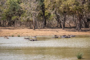 Büyük bir arazideki en eski doğa rezervi. Sabah güneş doğarken bir sürü hayvanın olduğu doğal bir ortam. Yala Ulusal Parkı, Uva, Sri Lanka, Hindistan 'daki bozkırlarda saf doğa.