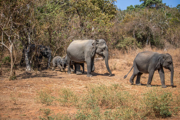 dry subtropical landscape on an island. A family of elephants is looking to cool off at the protected waterhole. Small herd in Yala National Park, Sri Lanka, Asia