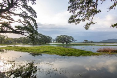 Landscape photograph in a subtropical climate. Lagoon or swamp area on a lake, evening shot at Kiriibban Wewa in southern Sri Lanka clipart