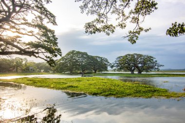 Astropikal iklimde manzara fotoğrafı. Göldeki göl ya da bataklık bölgesi, Sri Lanka 'nın güneyindeki Kiriibban Wewa' da akşam görüntüsü.