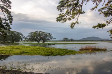 Astropikal iklimde manzara fotoğrafı. Göldeki göl ya da bataklık bölgesi, Sri Lanka 'nın güneyindeki Kiriibban Wewa' da akşam görüntüsü.