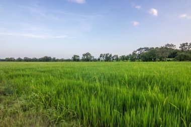 Beautiful green rice fields in the evening at sunset. Beautiful natural landscape with fields, Sri Lanka, Asia clipart