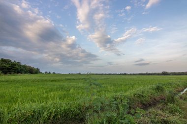 Akşamları güzel yeşil pirinç tarlaları. Tarlaları olan güzel doğal manzara, Sri Lanka, Asya