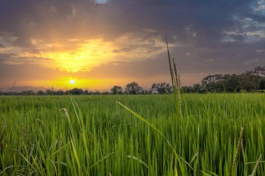 Akşamları güzel yeşil pirinç tarlaları. Tarlaları olan güzel doğal manzara, Sri Lanka, Asya