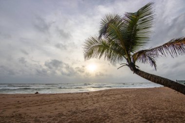Deniz manzarası ve kumlu sahil. Bir palmiye ağacı resmin içine girer ve Bentota, Sri Lanka, Asya sahillerindeki günbatımına özel bir dokunuş yapar.