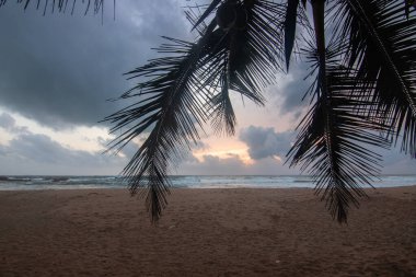 Deniz manzarası ve kumlu sahil. Bir palmiye ağacı resmin içine girer ve Bentota, Sri Lanka, Asya sahillerindeki günbatımına özel bir dokunuş yapar.