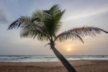 Deniz manzarası ve kumlu sahil. Bir palmiye ağacı resmin içine girer ve Bentota, Sri Lanka, Asya sahillerindeki günbatımına özel bir dokunuş yapar.