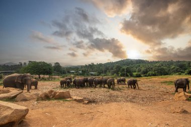 Bir adadaki kuru subtropikal manzara. Bir fil ailesi, bir köyün yanındaki nehrin kıyısında serinlemek istiyor. Fil yetimhanesinde küçük bir sürü, Pinnawela, Sri Lanka, Asya