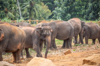 dry subtropical landscape on an island. A family of elephants is looking to cool off by a river right next to a village. Small herd at the elephant orphanage, Pinnawela, Sri Lanka, Asia clipart