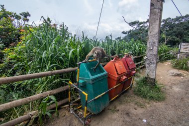 Tropikal iklimin verimli dağlık bölgelerinde maymunlarla çekilmiş manzara. Kandy, Nuwara Eliya, Sri Lanka, Asya yakınlarında doğa manzaralı bir cadde.