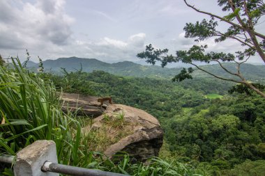 Landscape shot with monkeys in the fertile highlands in the subtropical climate. Street with great views of nature near Kandy, Nuwara Eliya, Sri Lanka, Asia clipart