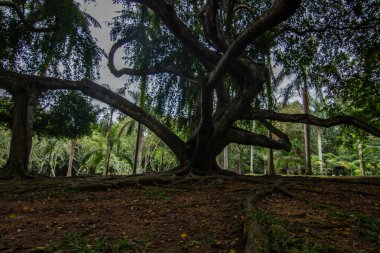 Manzara ve yağmurlu bir günde eski ağaçlar. Peradeniya Kraliyet Botanik Bahçesi, Kandy, Sri Lanka