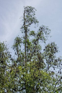 Manzara ve yağmurlu bir günde eski ağaçlar. Peradeniya Kraliyet Botanik Bahçesi, Kandy, Sri Lanka