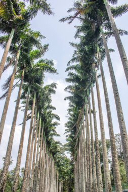 Manzara ve yağmurlu bir günde eski ağaçlar. Peradeniya Kraliyet Botanik Bahçesi, Kandy, Sri Lanka