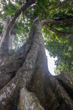 Manzara ve yağmurlu bir günde eski ağaçlar. Peradeniya Kraliyet Botanik Bahçesi, Kandy, Sri Lanka