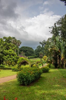 Manzara ve yağmurlu bir günde eski ağaçlar. Peradeniya Kraliyet Botanik Bahçesi, Kandy, Sri Lanka