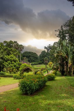 Manzara ve yağmurlu bir günde eski ağaçlar. Peradeniya Kraliyet Botanik Bahçesi, Kandy, Sri Lanka