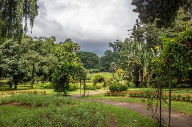 Manzara ve yağmurlu bir günde eski ağaçlar. Peradeniya Kraliyet Botanik Bahçesi, Kandy, Sri Lanka