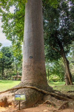 Manzara ve yağmurlu bir günde eski ağaçlar. Peradeniya Kraliyet Botanik Bahçesi, Kandy, Sri Lanka