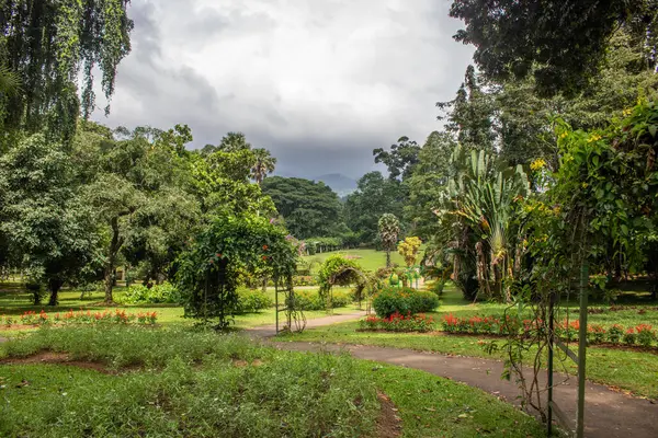 Manzara ve yağmurlu bir günde eski ağaçlar. Peradeniya Kraliyet Botanik Bahçesi, Kandy, Sri Lanka