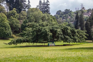 Tropikal iklimin verimli dağlık kesimlerinde manzara fotoğrafı. Orman, tarlalar ve botanik bahçesi. Peradeniya Kraliyet Botanik Bahçesi Kandy, Nuwara Eliya, Sri Lanka, Asya