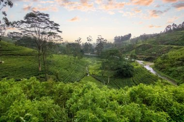 Tropikal iklimin verimli dağlık kesimlerinde manzara fotoğrafı. Orman ormanı, tarlalar ve çay tarlaları Kandy ve Nuwara Eliya, Sri Lanka, Asya arasındaki yeşil manzarayı karakterize eder.