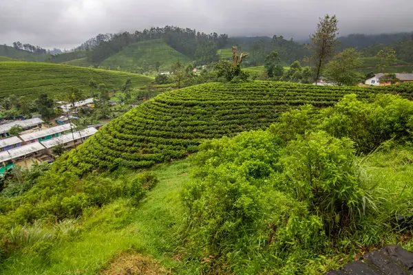 Tropikal iklimin verimli dağlık kesimlerinde manzara fotoğrafı. Orman ormanı, tarlalar ve çay tarlaları Kandy ve Nuwara Eliya, Sri Lanka, Asya arasındaki yeşil manzarayı karakterize eder.