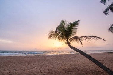 Akşama kumsalda, gün batımında. Güneş denizin üzerinde batarken palmiye ağaçları ortaya çıkar. Bentota, Sri Lanka, Asya yakınlarındaki kuma bakın.