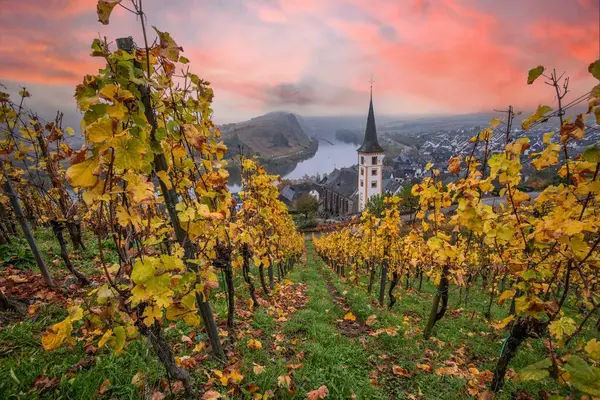 Sisteki nehir, üzüm bağları arasındaki bir vadide 180 derecelik bir döngü içinde esiyor. Sabahları harika bir manzara ve aydınlatma. Kilise kulesi, Moselle, Bremm, Moselle döngüsü, Rhineland-Palatinate, Almanya