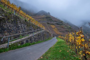 Sisteki nehir, üzüm bağları arasındaki bir vadide 180 derecelik bir döngü içinde esiyor. Sabahları harika bir manzara ve aydınlatma. Kilise kulesi, Moselle, Bremm, Moselle döngüsü, Rhineland-Palatinate, Almanya