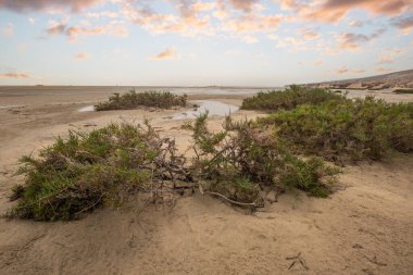 Deniz kenarında sığ bir gölü olan kumlu bir sahil. Akşamları verimsiz manzara çekimleri. Playa de Sotavento de Janda, Fuerteventura, Kanarya Adaları, İspanya