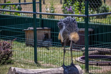 Hayvanat bahçesinde taçlandırılmış bir vinç portresi. Siofok, Balaton 'da altın tacı olan renkli bir kuş