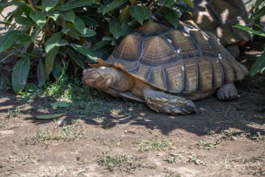 Bir kaplumbağa portresi, hayvanat bahçesinde testudines. Siofok, Balaton hayvanat bahçesinde kabuklu, yaşayan büyük bir hayvan.