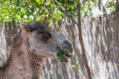 Portrait of a camel, Camelus ferus, in the zoo. Big eyes, funny look and soft fur, an animal in the zoo of Siofok, Balaton clipart