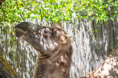 Portrait of a camel, Camelus ferus, in the zoo. Big eyes, funny look and soft fur, an animal in the zoo of Siofok, Balaton clipart