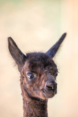 Kahverengi bebek alpaka portresi, hayvanat bahçesinde Vicugna Pacos. Büyük gözler yumuşak kürk, hayvan Siofok, Balaton hayvanat bahçesinde