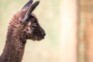 Kahverengi bebek alpaka portresi, hayvanat bahçesinde Vicugna Pacos. Büyük gözler yumuşak kürk, hayvan Siofok, Balaton hayvanat bahçesinde