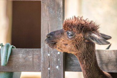 Kahverengi bebek alpaka portresi, hayvanat bahçesinde Vicugna Pacos. Büyük gözler yumuşak kürk, hayvan Siofok, Balaton hayvanat bahçesinde