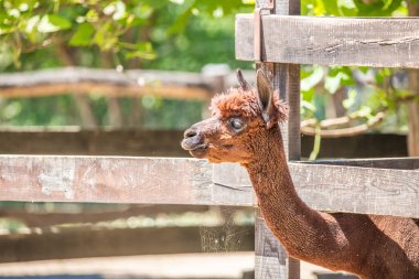 Kahverengi bebek alpaka portresi, hayvanat bahçesinde Vicugna Pacos. Büyük gözler yumuşak kürk, hayvan Siofok, Balaton hayvanat bahçesinde
