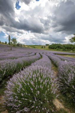 Lavanta tarlasında güzel bir yaz akşamı. Nabau bölgesinde çiçek açan büyük mavi lavanta çalıları. Manzara gün batımında Balaton, Unagrn 'da çekildi