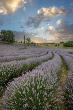 Lavanta tarlasında güzel bir yaz akşamı. Nabau bölgesinde çiçek açan büyük mavi lavanta çalıları. Manzara gün batımında Balaton, Unagrn 'da çekildi