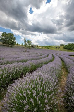 Lavanta tarlasında güzel bir yaz akşamı. Nabau bölgesinde çiçek açan büyük mavi lavanta çalıları. Manzara gün batımında Balaton, Unagrn 'da çekildi