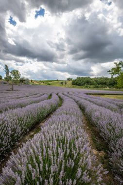 Lavanta tarlasında güzel bir yaz akşamı. Nabau bölgesinde çiçek açan büyük mavi lavanta çalıları. Manzara gün batımında Balaton, Unagrn 'da çekildi