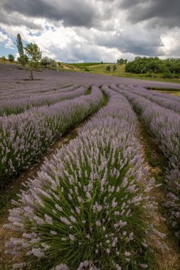 Lavanta tarlasında güzel bir yaz akşamı. Nabau bölgesinde çiçek açan büyük mavi lavanta çalıları. Manzara gün batımında Balaton, Unagrn 'da çekildi