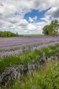 Lavanta tarlasında güzel bir yaz akşamı. Nabau bölgesinde çiçek açan büyük mavi lavanta çalıları. Manzara gün batımında Balaton, Unagrn 'da çekildi